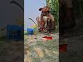 ইঁদুর কাটা দেখুন ৪ Agriculture #shorts