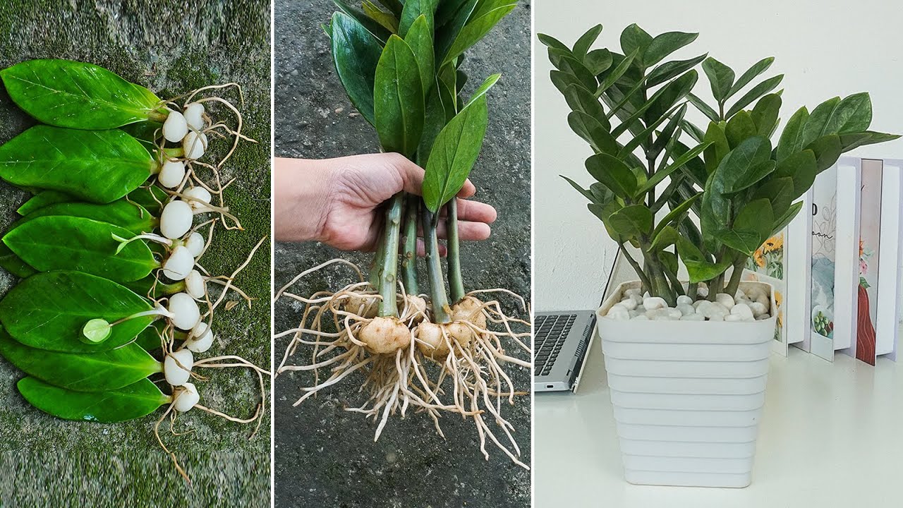 Two simple methods to propagate plants zamioculcas zamiifolia, Air purifier is good for health
