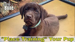 Training Puppy Teaching Place Training