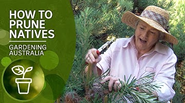 How to prune native plants