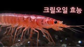 크릴오일 효능 7가지