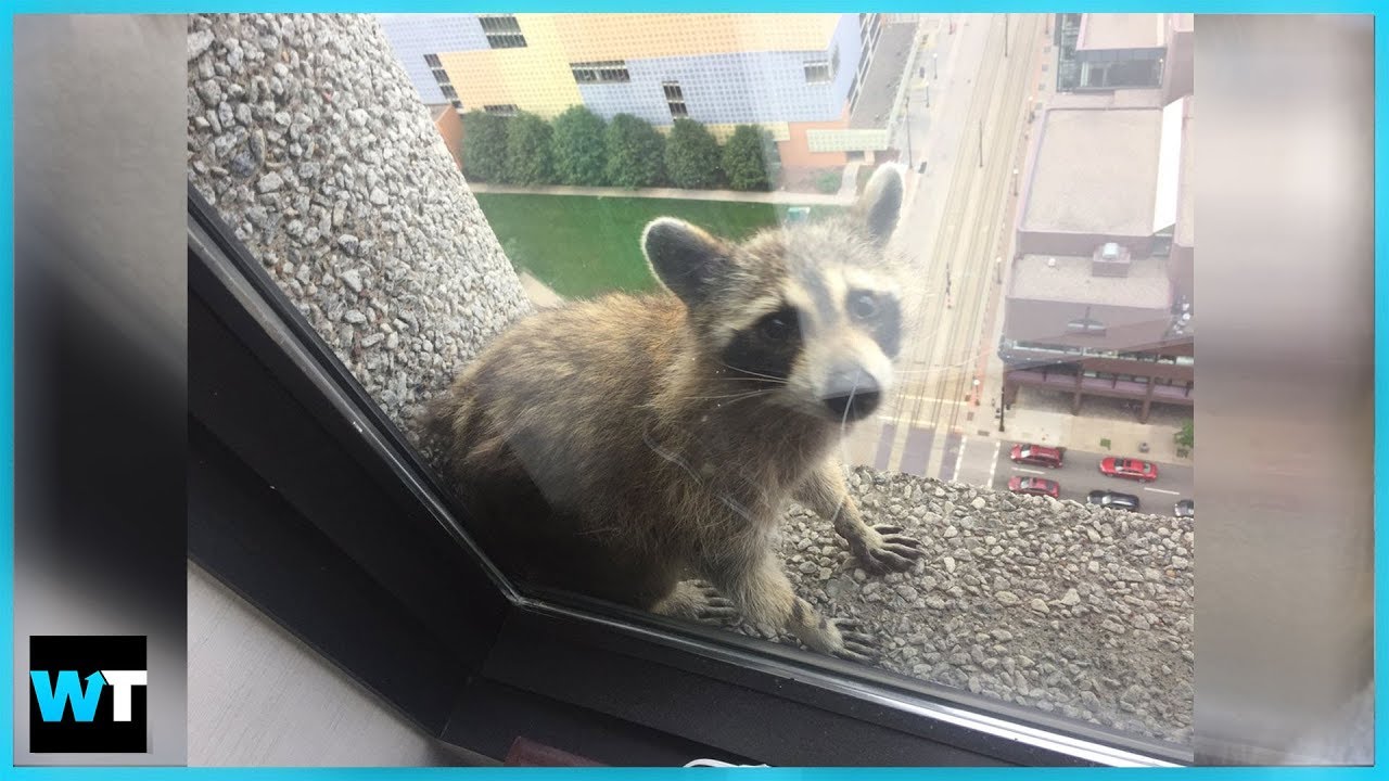 The Thrilling Saga Of The Mpr Raccoon Whats Trending Now The Thrilling Saga Of The Mpr Raccoon Whats Trending Now