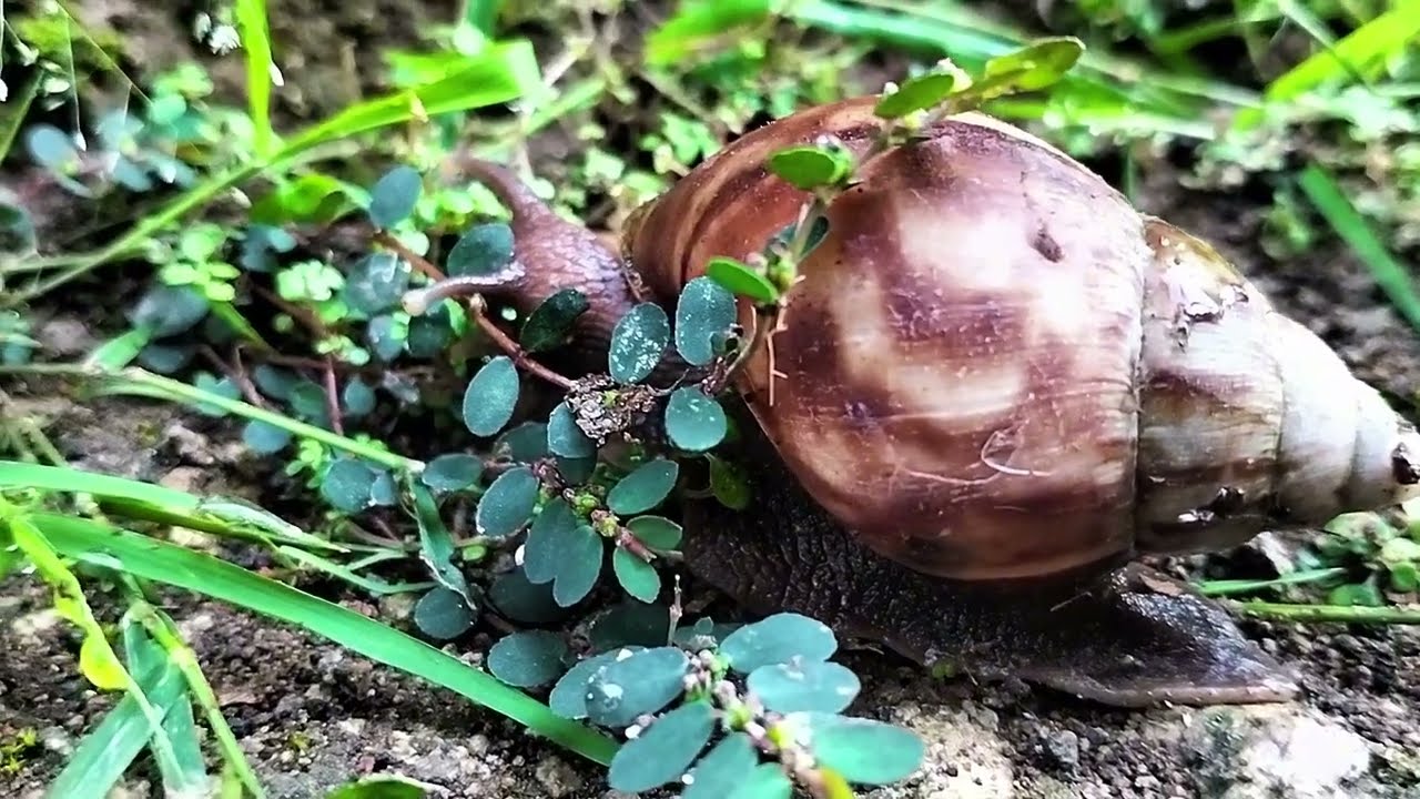 CUMA BEKICOT & MUSIK SANTAI #1 | BEKICOT | RELAX 