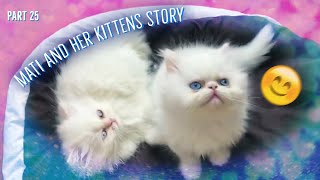 Mati and her kittens. Story 25^:^ by Zen Tavra 2,987,175 views 3 years ago 3 minutes, 47 seconds