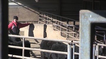 Angus VNR: Genetics may solve cattle health challenges