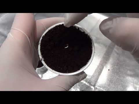 Video: Kako posijati sjemenke naranče: 11 koraka (sa slikama)