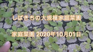 家庭菜園 2020年10月01日