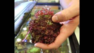 Why study Red Algae