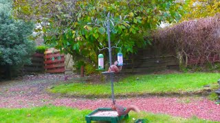 Red Squirrel Activity Scotland