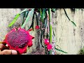 Dragon fruit  agriculture  tulu