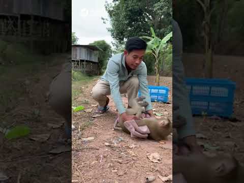 Try To Rescue Poor Abandoned Mama Monkey Bella And Her Newborn Monkey Monkeysr Monkey
