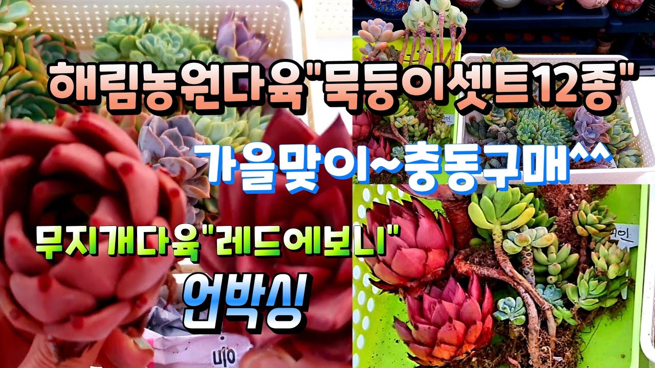 해림농원다육"묵둥이모듬셋트12종"언박싱succulents plant 多肉植物