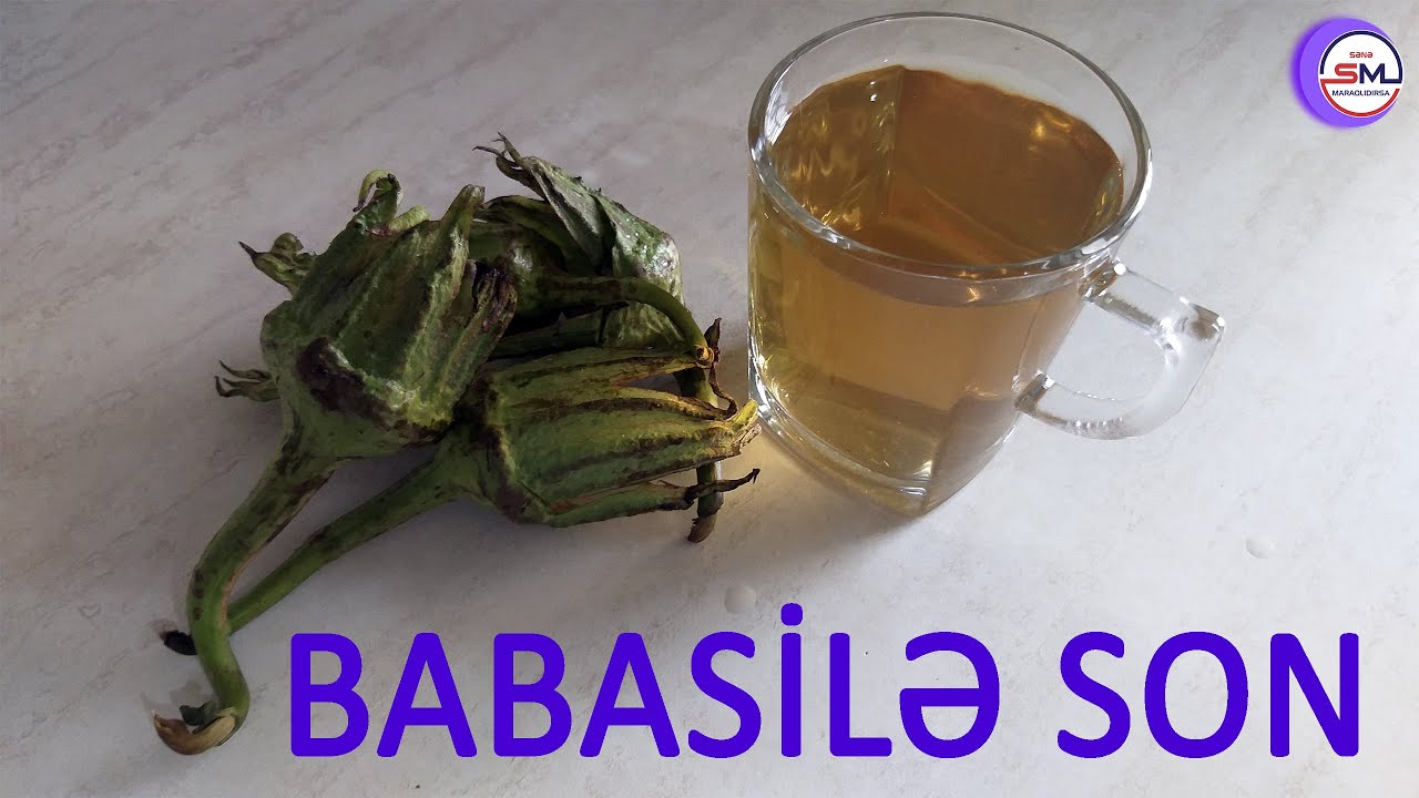 Badımcan saplağı babasilin dərmanıdır