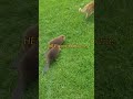 Two Beavers Follow Cat