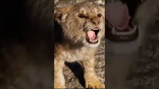 the future king] the lion King] #thelionKing #lion#shorts #youtubeshortsvideo Net Worth