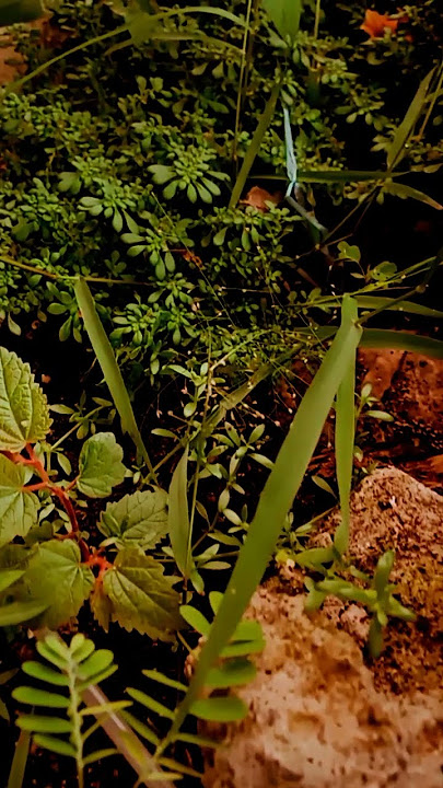 Yasir Lana #song #shortfeed #shortcinematic #shorts #shortvlog #yasirlana