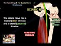 Hamstrings and Sciatic Nerve Relationship - Everything You Need To Know - Dr. Nabil Ebraheim