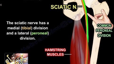 Hamstrings and Sciatic Nerve Relationship - Everything You Need To Know - Dr. Nabil Ebraheim
