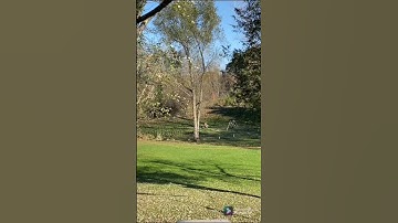 Yard Filled With Black Birds(the most birds a have ever seen!!!)