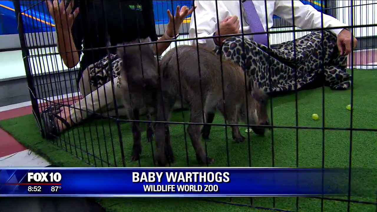 wildlife world zoo jobs Our Adorable Baby Warthogs Make The News