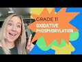 Oxidative Phosphorylation Quiz