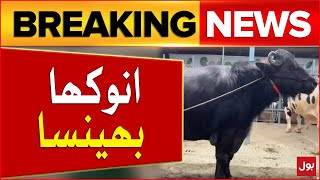 Unique Buffalo in Pakistan |  Eid Al Adha 2024 | Bakra Eid | Breaking News