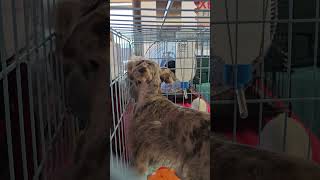 Puppy Enjoying His Toy