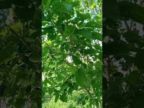 قال رب إشرح لي صدري و يسر لي أمري تلاوة خاشعة محمد الفقيه