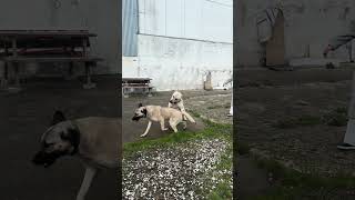 Anneme koruma olarak köpeğim Boykayı tuttum 😂😂 #kangal #sivaskangalı #funny