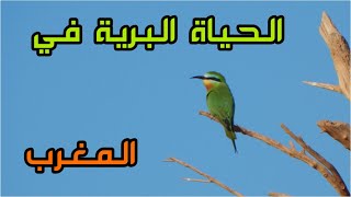 الطيور في المغرب  - الحياة البرية المغربية