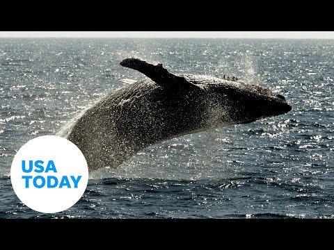 See these majestic whales breach surface, surprising onlookers nearby | USA TODAY