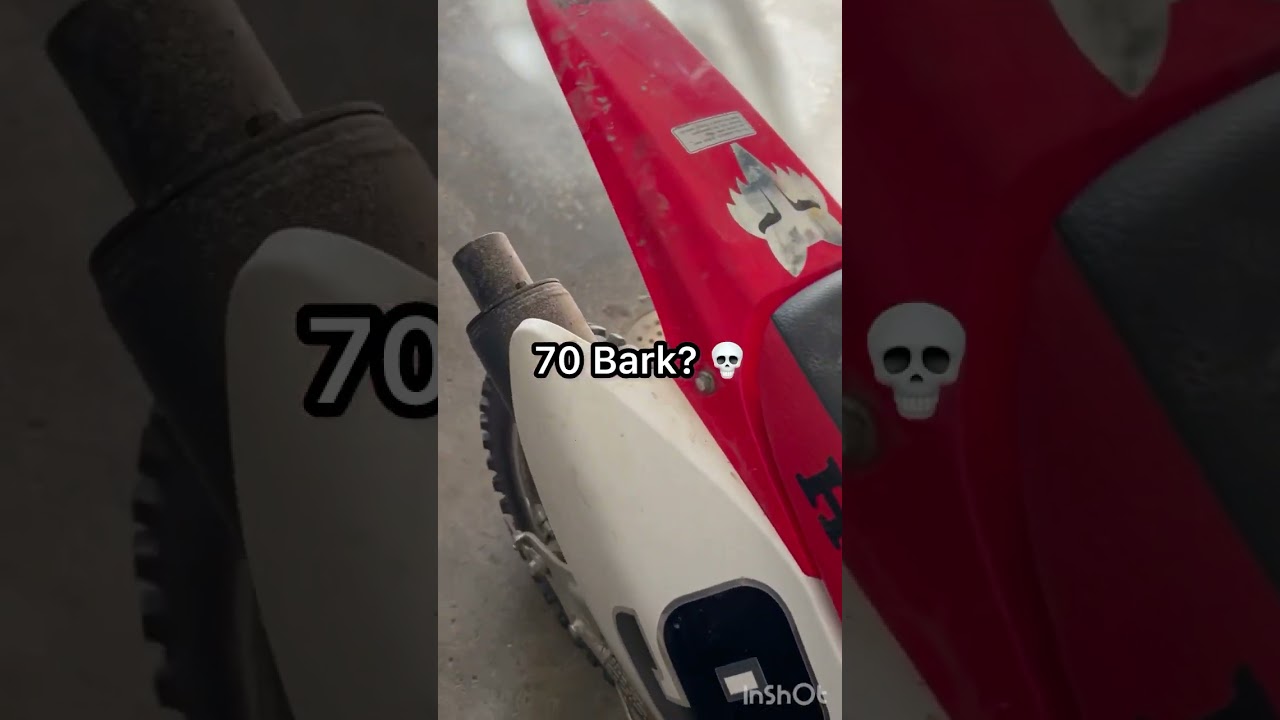 70 BARK 🔥🔥🔥🔥🔥