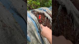 What Do You Think It Is ?