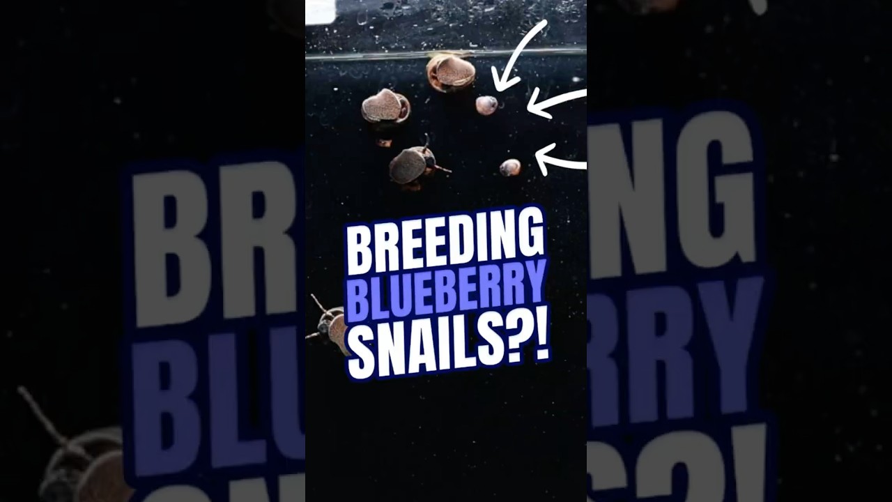 Blueberry Snail Breeding | Baby Blueberry snails