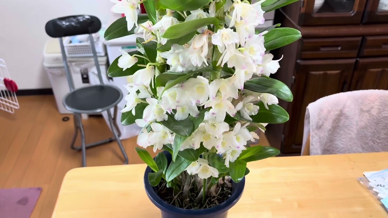 ２０２５年春☘️洋ランたちの開花リレー🪷