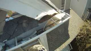 Squirrel Removal Using Exclusion Method  Charlotte, NC & WinstonSalem, NC