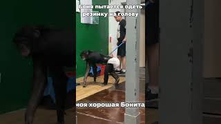 Обезьяна Боня пытается надеть резинку на голову! 😂