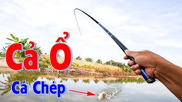 Câu Đài - Bất Ngờ Tìm Được Điểm Câu Nhiều CÁ CHÉP TO | Mồi Câu Chép Diếc Mùa Thu