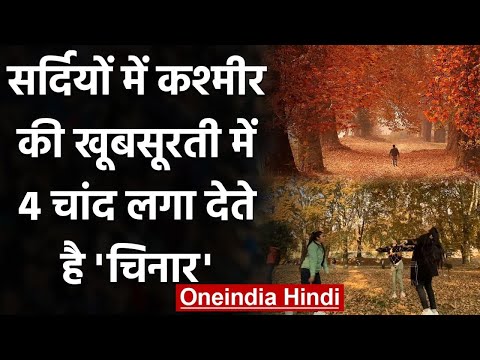 वीडियो: भारत में चिनार का पेड़ कहाँ पाया जाता है?