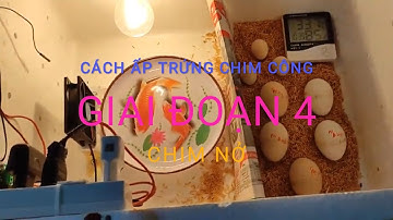 Cách Ấp Trứng Chim Công & Trĩ 7 Màu Tỷ Lệ Nở Cao | Giai Đoạn 4 Chim Bắt Đầu Nở