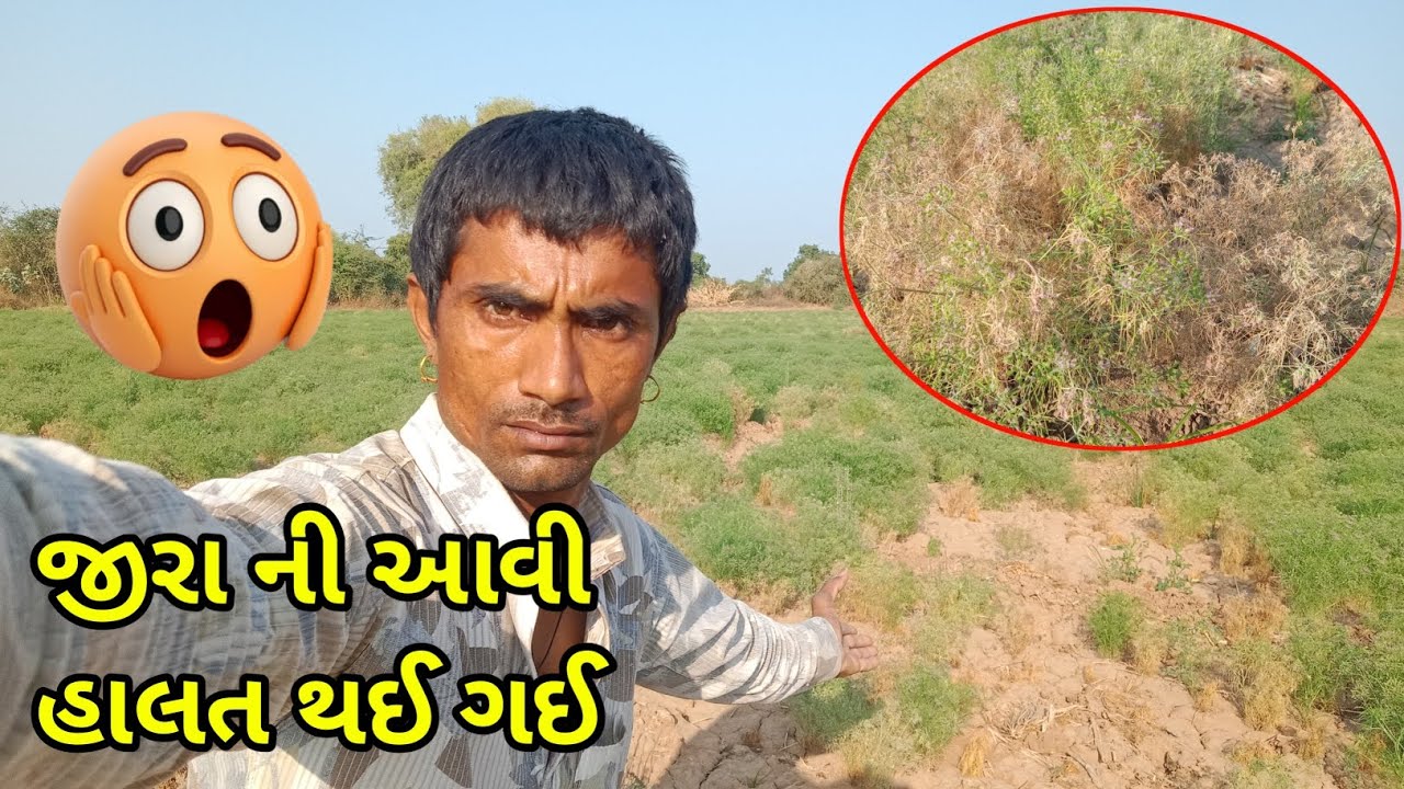 જીરા ની કેવી હાલત થઈ ગઈ છે 🥱 Gujarati vlogs 