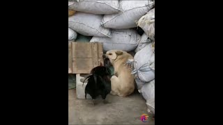 Pertarungan anjing vs ayam, Pertarungan lucu#shorts