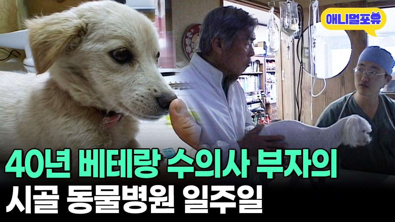 자기 전 최고의 선택💤 40년 베테랑 시골 수의사 부자 일주일 모아보기ㅣKBS 인간극장 061106 방송