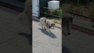 красавец#собака#Дик#Арзамас#Соборная площадь