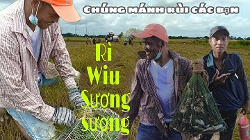 Bắt chuột đồng mùa gặt Lúa ở quê tôi Sóc Trăng...
