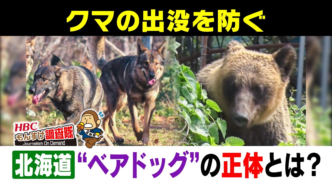 熊犬さん Dogs that train bears!?] 5 years since the bear sightings in