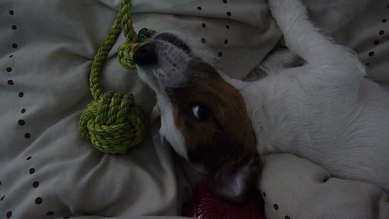 MILO'S STORY- COMBIMING HIS 2 FAVOURITE THINGS