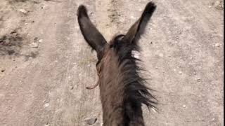 Riding A Burro In Boquillas
