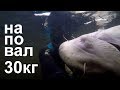 ВЫСТРЕЛ НАПОВАЛ.Подводная охота на трофейного сома на реке Днепр.underwater hunting