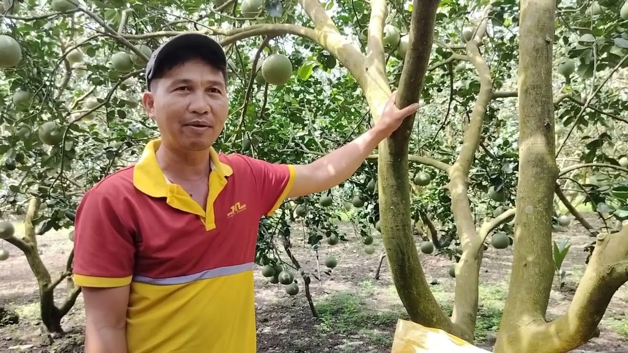 Cách bón phân cho bưởi da xanh trái to,da đẹp, ruột ngon, thương lái không chê.